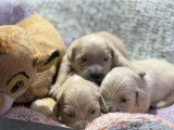 6 chiots Golden Retrievers LOF &agrave; r&eacute;server