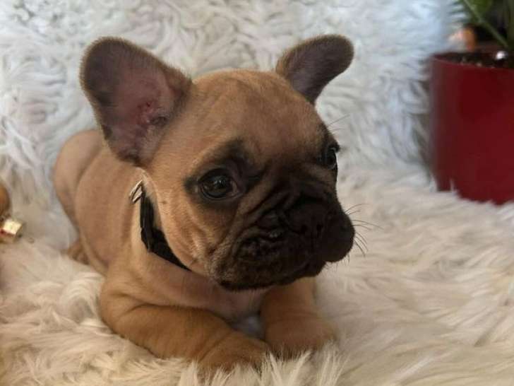 3 chiots Bouledogues Français LOF à réserver