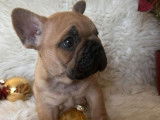 3 chiots Bouledogues Français LOF à réserver
