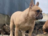 3 chiots Bouledogues Français LOF à réserver