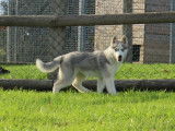 Chiot femelle Husky de Sib&eacute;rie LOF disponible &agrave; la vente