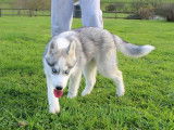 Chiot femelle Husky de Sib&eacute;rie LOF disponible &agrave; la vente