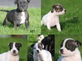 5 chiots m&acirc;les Staffordshire Bull Terriers LOF &agrave; r&eacute;server