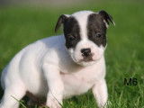 5 chiots m&acirc;les Staffordshire Bull Terriers LOF &agrave; r&eacute;server