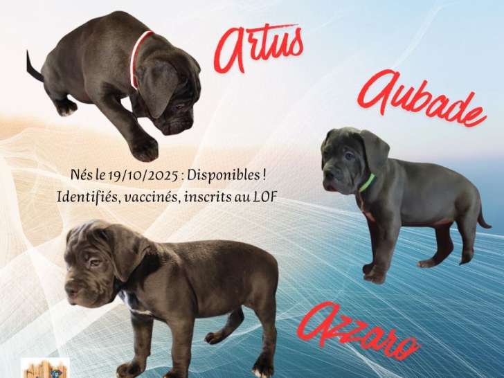 Des chiots Cane Corso LOF disponibles à la vente