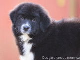 2 chiots Bergers Australiens LOF &agrave; vendre