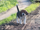 Chiot mâle Beagle LOF né en septembre 2025, petite taille, disponible à la vente