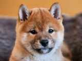 4 chiots Shiba Inus LOF &agrave; vendre