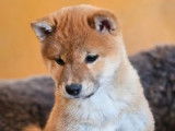 4 chiots Shiba Inus LOF &agrave; vendre