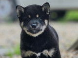 4 chiots Shiba Inus LOF &agrave; vendre