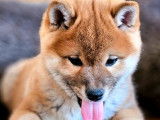 4 chiots Shiba Inus LOF &agrave; vendre