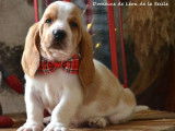 5 chiots Basset Hound LOF &agrave; r&eacute;server