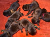 7 chiots Labradors LOF n&eacute;s en novembre 2025 &agrave; r&eacute;server