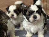 3 chiots m&acirc;les Shih Tzu LOF n&eacute;s en novembre 2025 disponibles en janvier 2026