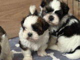 3 chiots m&acirc;les Shih Tzu LOF n&eacute;s en novembre 2025 disponibles en janvier 2026