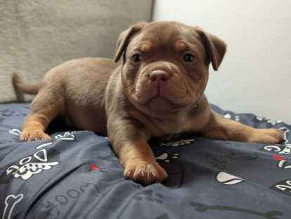 M&acirc;le collier vert typ&eacute; exotique