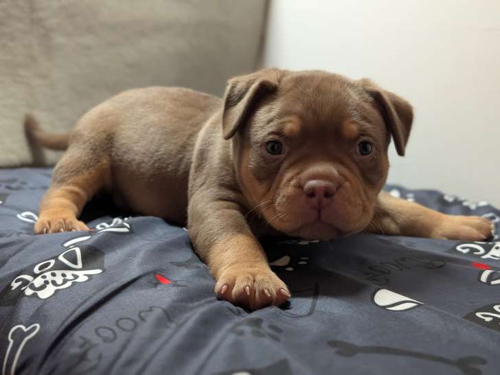 M&acirc;le collier vert