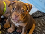 Chiots American Bully Pocket à vendre