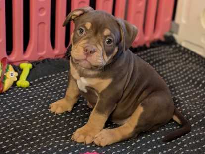 Mâle pocket disponible