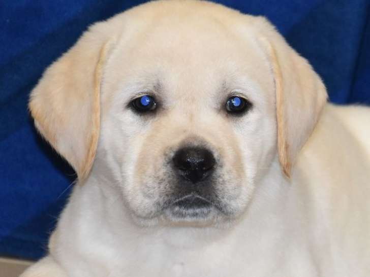 5 chiots Labradors LOF de septembre 2025 à vendre
