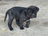 1 chiot femelle Cane Corso LOF d’octobre 2025, à réserver