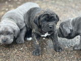 1 chiot femelle Cane Corso LOF d’octobre 2025, à réserver