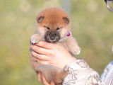 3 chiots Shiba Inu &agrave; r&eacute;server (LOF)