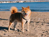 3 chiots Shiba Inu &agrave; r&eacute;server (LOF)