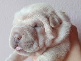 2 chiots m&acirc;les Shar-Pei LOF de novembre 2025 &agrave; r&eacute;server