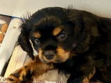 1 chiot Cavalier King Charles LOF d’octobre 2025, mâle, à vendre