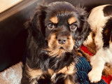 1 chiot Cavalier King Charles LOF d’octobre 2025, mâle, à vendre