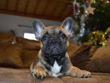 Chiot Bouledogue Fran&ccedil;ais m&acirc;le LOF &agrave; vendre