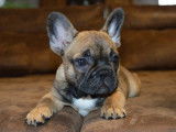 Chiot Bouledogue Fran&ccedil;ais m&acirc;le LOF &agrave; vendre
