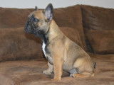 Chiot Bouledogue Fran&ccedil;ais m&acirc;le LOF &agrave; vendre