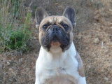 Chiot Bouledogue Fran&ccedil;ais m&acirc;le LOF &agrave; vendre