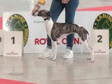 Chien Whippet LOF disponible pour saillie