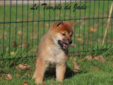 Chiot m&acirc;le Shiba Inu fauve disponible &agrave; la vente (LOF)