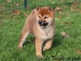 Chiot m&acirc;le Shiba Inu fauve disponible &agrave; la vente (LOF)