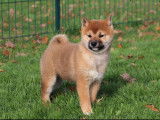 Chiot m&acirc;le Shiba Inu fauve disponible &agrave; la vente (LOF)