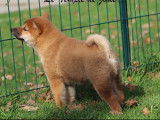 Chiot m&acirc;le Shiba Inu fauve disponible &agrave; la vente (LOF)
