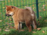 Chiot m&acirc;le Shiba Inu fauve disponible &agrave; la vente (LOF)