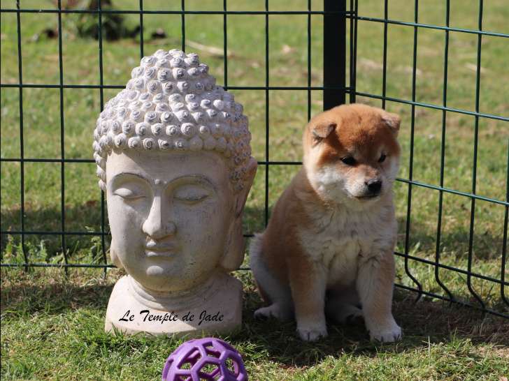 Chiots mâles Shiba Inu fauve disponibles à la vente (LOF)