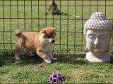Chiots mâles Shiba Inu fauve disponibles à la vente (LOF)