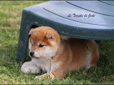 Chiots mâles Shiba Inu fauve disponibles à la vente (LOF)