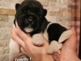 Des chiots Akita Am&eacute;ricains disponibles &agrave; la r&eacute;servation (LOF)