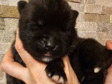 Des chiots Akita Am&eacute;ricains disponibles &agrave; la r&eacute;servation (LOF)