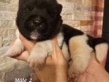Des chiots Akita Am&eacute;ricains disponibles &agrave; la r&eacute;servation (LOF)