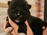 Des chiots Akita Am&eacute;ricains disponibles &agrave; la r&eacute;servation (LOF)
