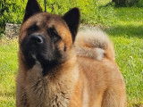 Des chiots Akita Am&eacute;ricains disponibles &agrave; la r&eacute;servation (LOF)