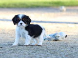 4 chiots Cavaliers King Charles LOF &agrave; r&eacute;server